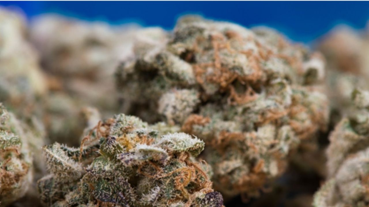 New York governor signs law decriminalizing marijuana use